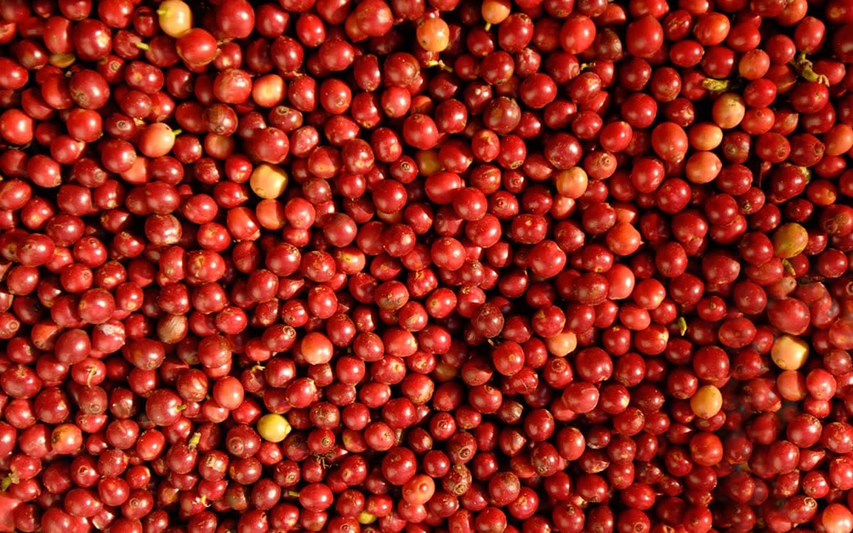 Coffeepolitan, image 11
