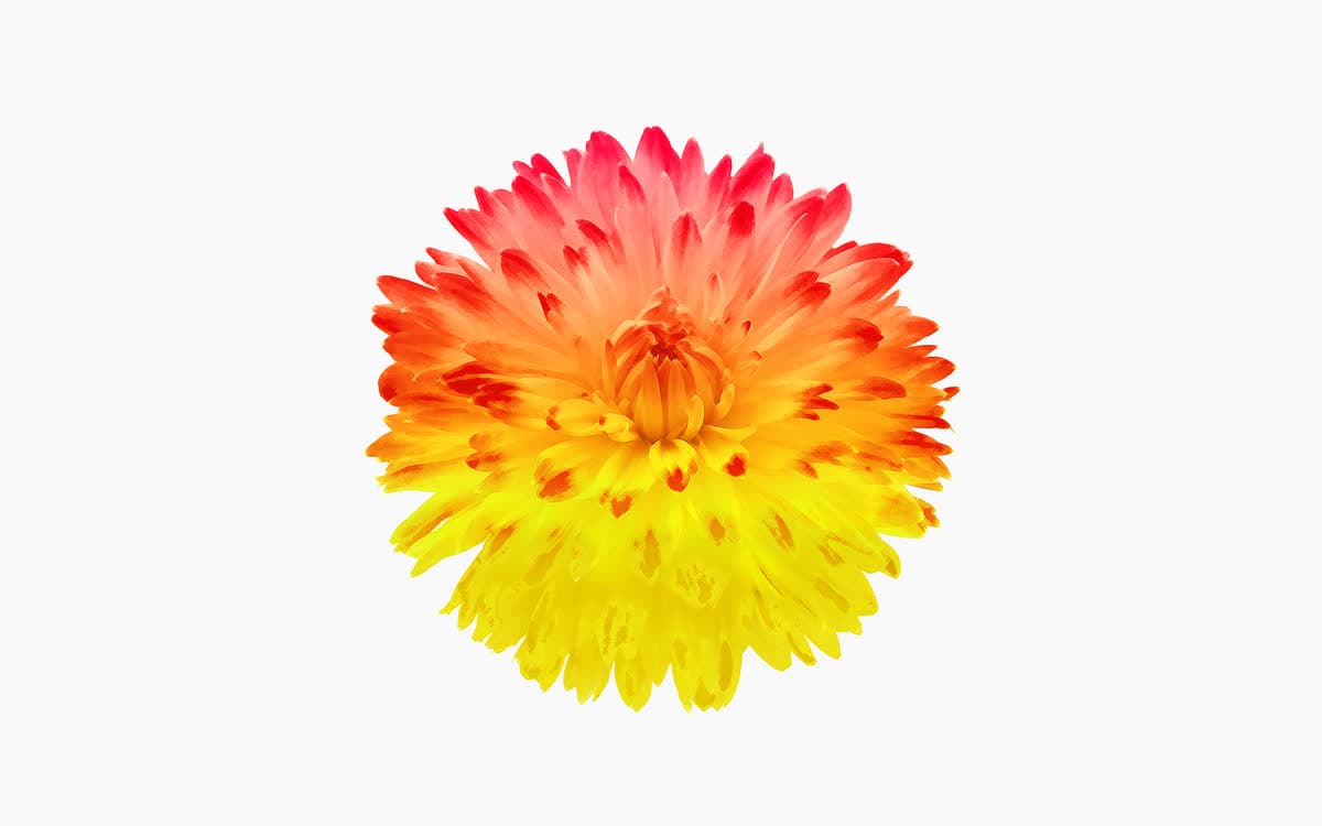 フォーハーツ Fohatsu, image 30